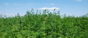 medical-marijuana-field