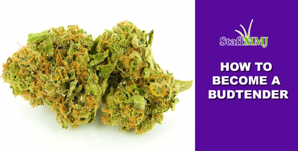 STAFFMMJ BECOME A BUDTENDER